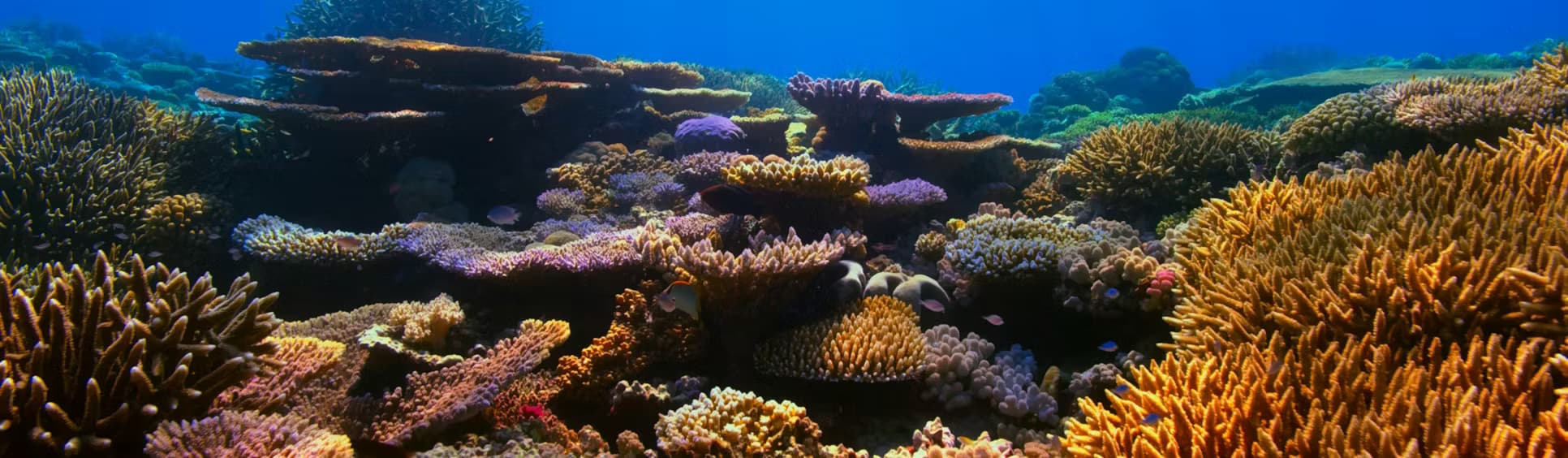 Diving journey experience